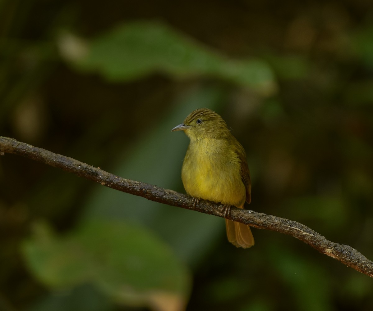 Cachar Bulbul - ML641957273