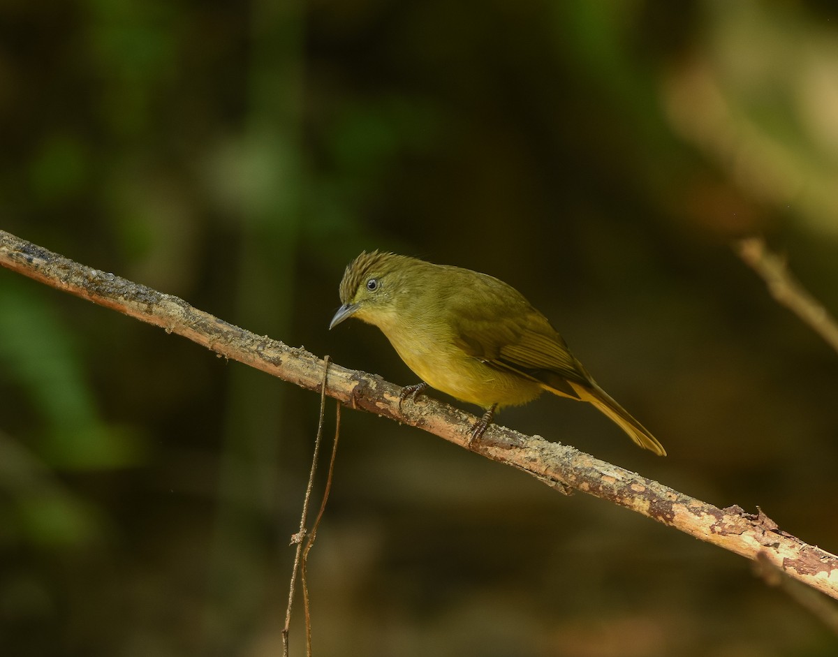 Cachar Bulbul - ML641957275