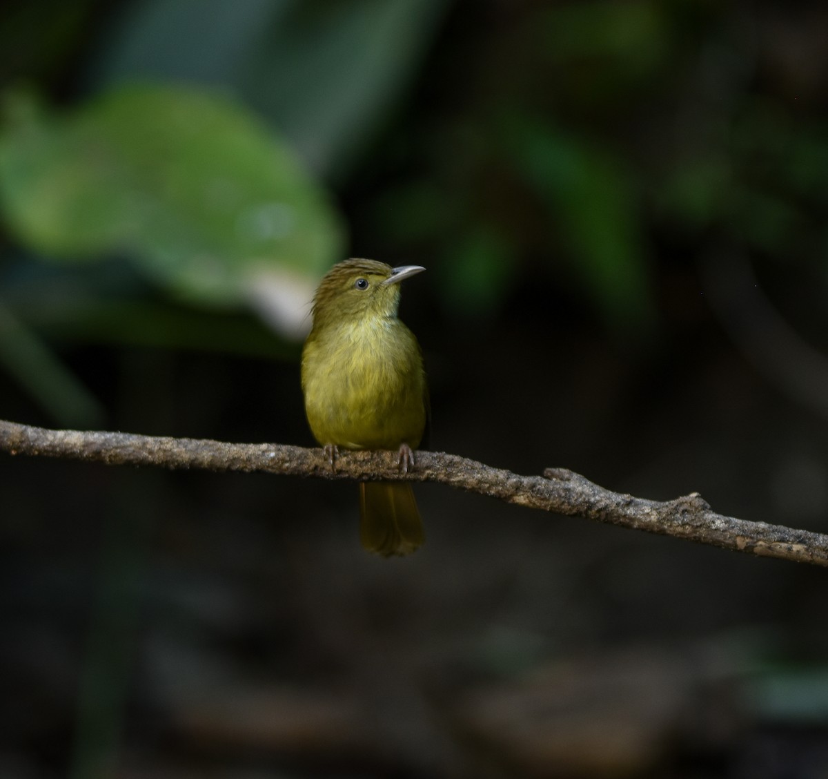 Cachar Bulbul - ML641957276