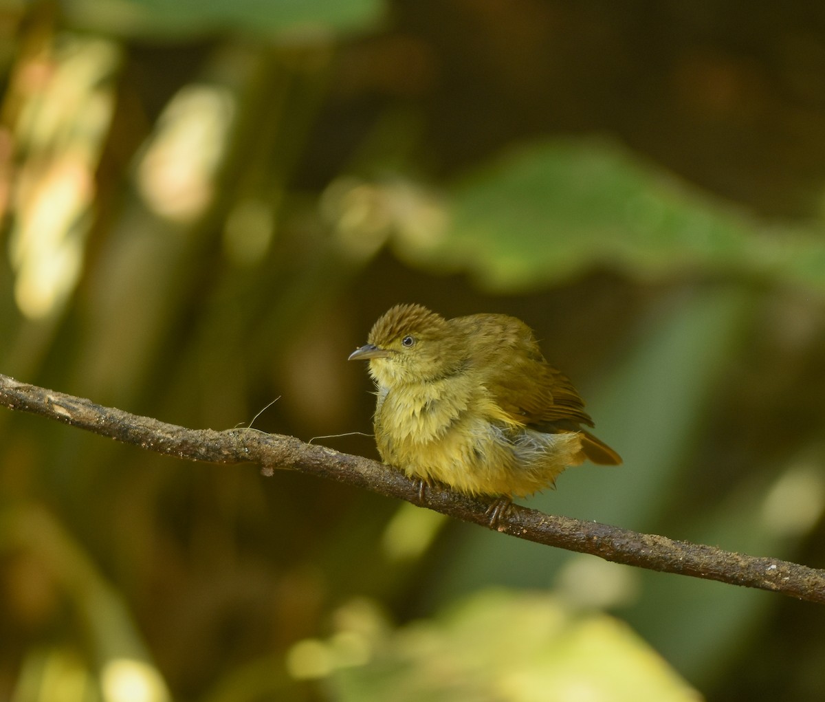 Cachar Bulbul - ML641957277