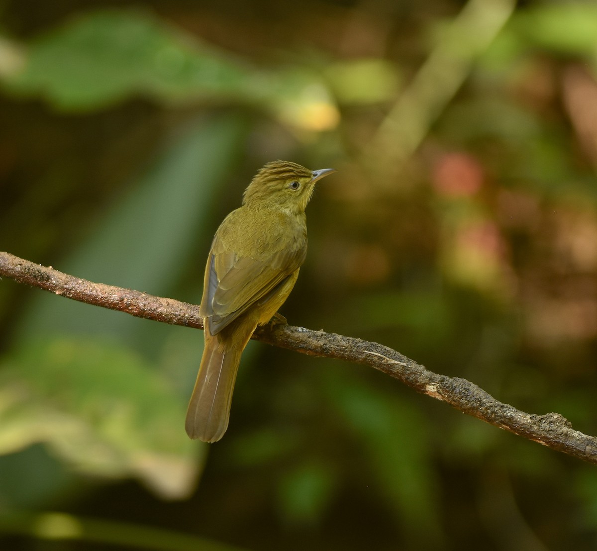 Cachar Bulbul - ML641957278