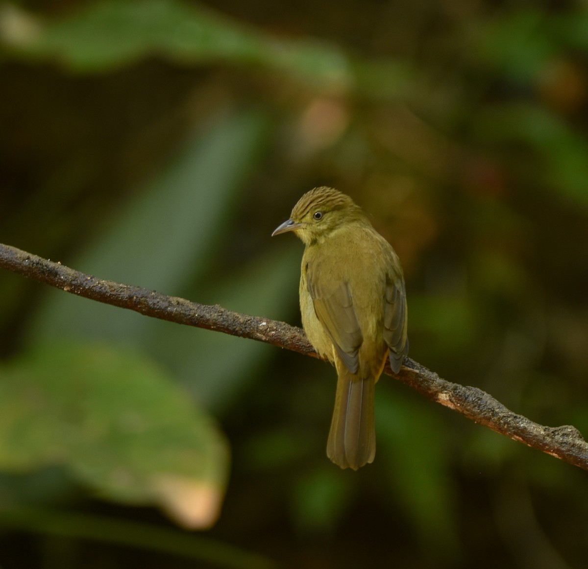 Cachar Bulbul - ML641957279