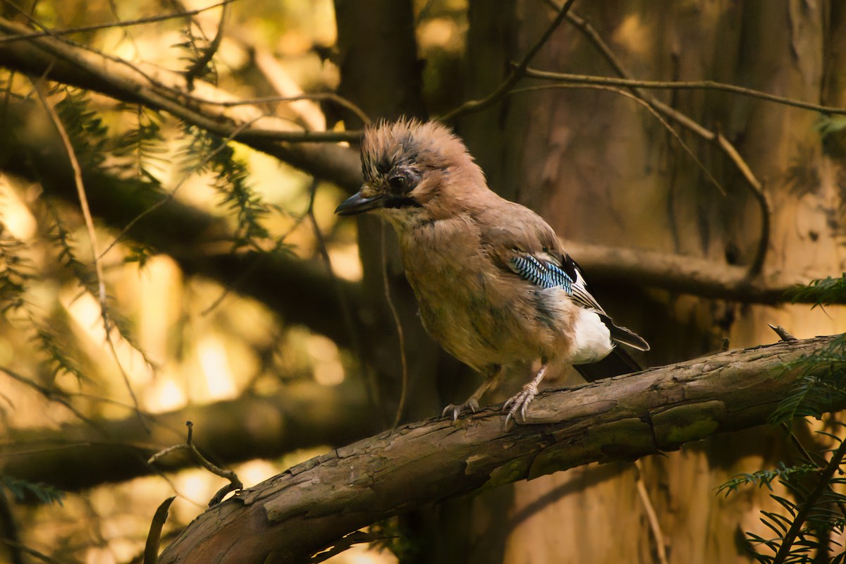 Eurasian Jay - ML641957280