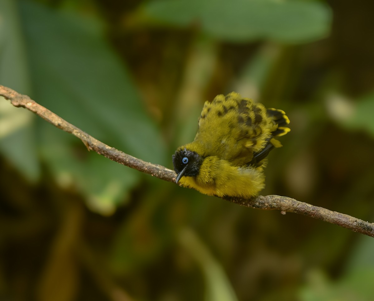 Black-headed Bulbul - ML641957289