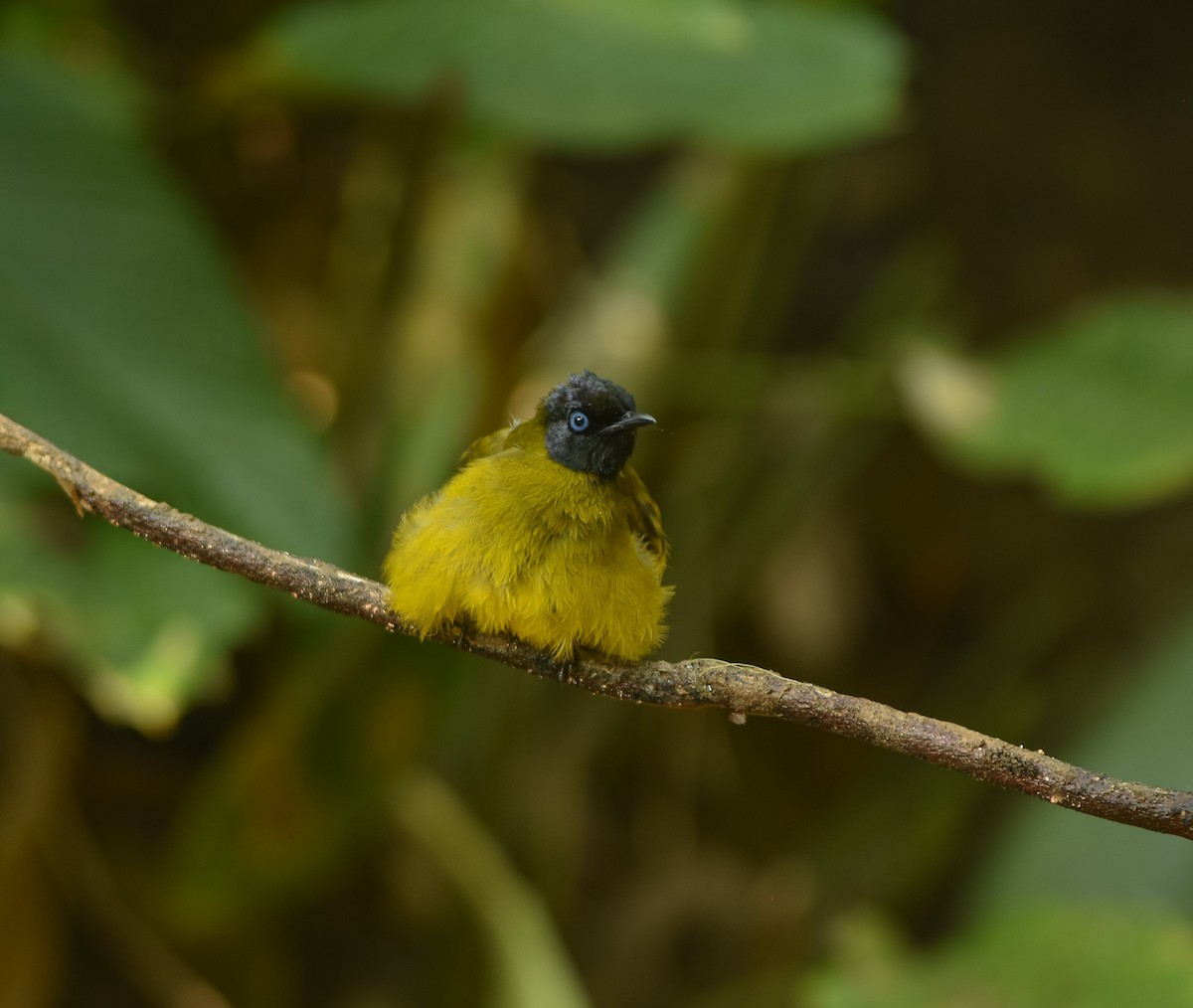 Black-headed Bulbul - ML641957290