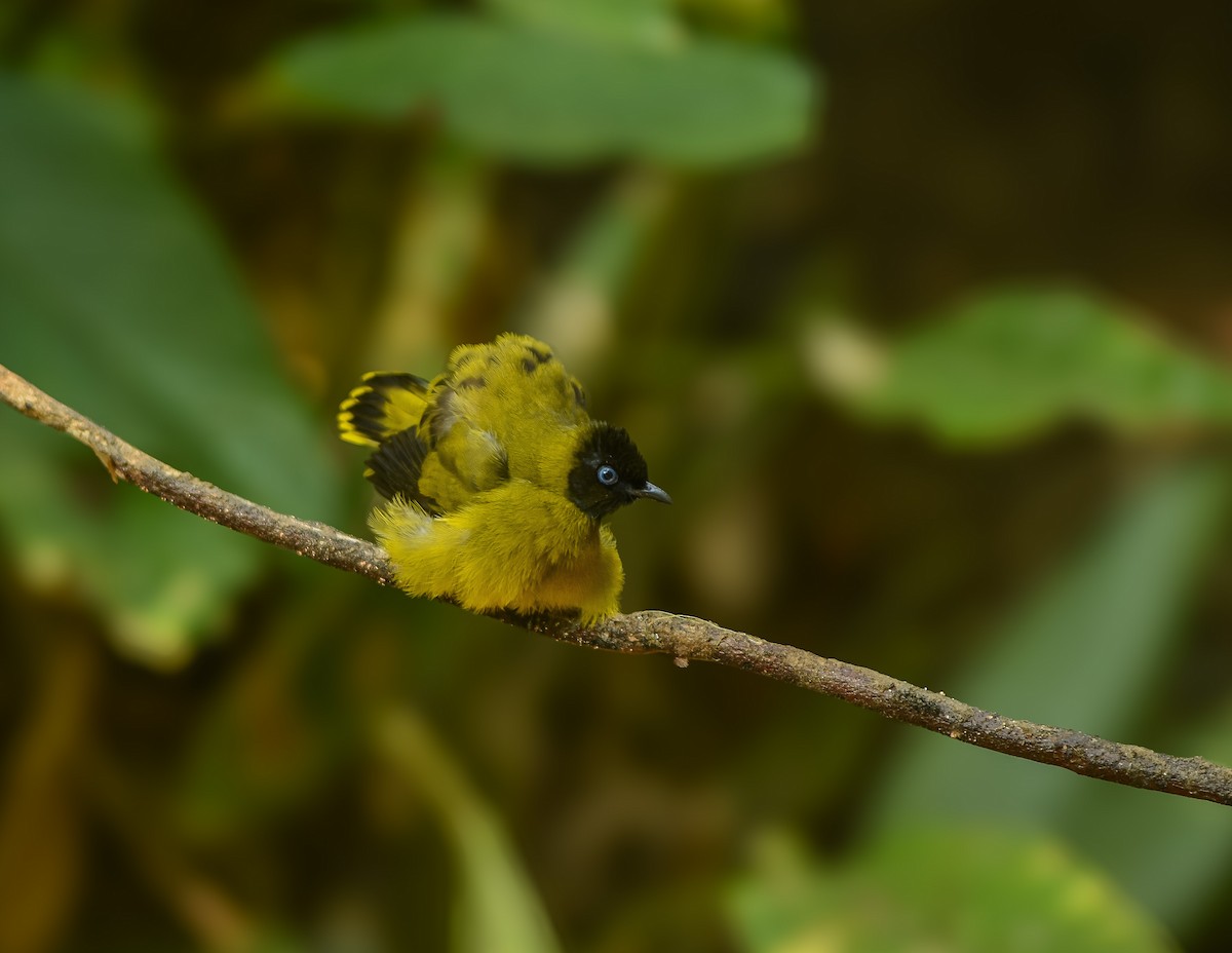 Black-headed Bulbul - ML641957291