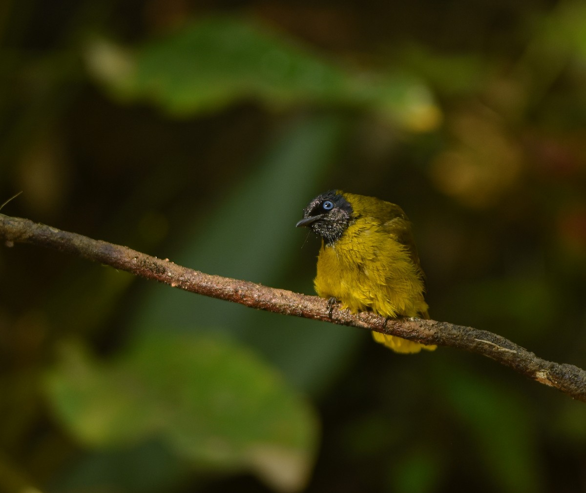 Black-headed Bulbul - ML641957292