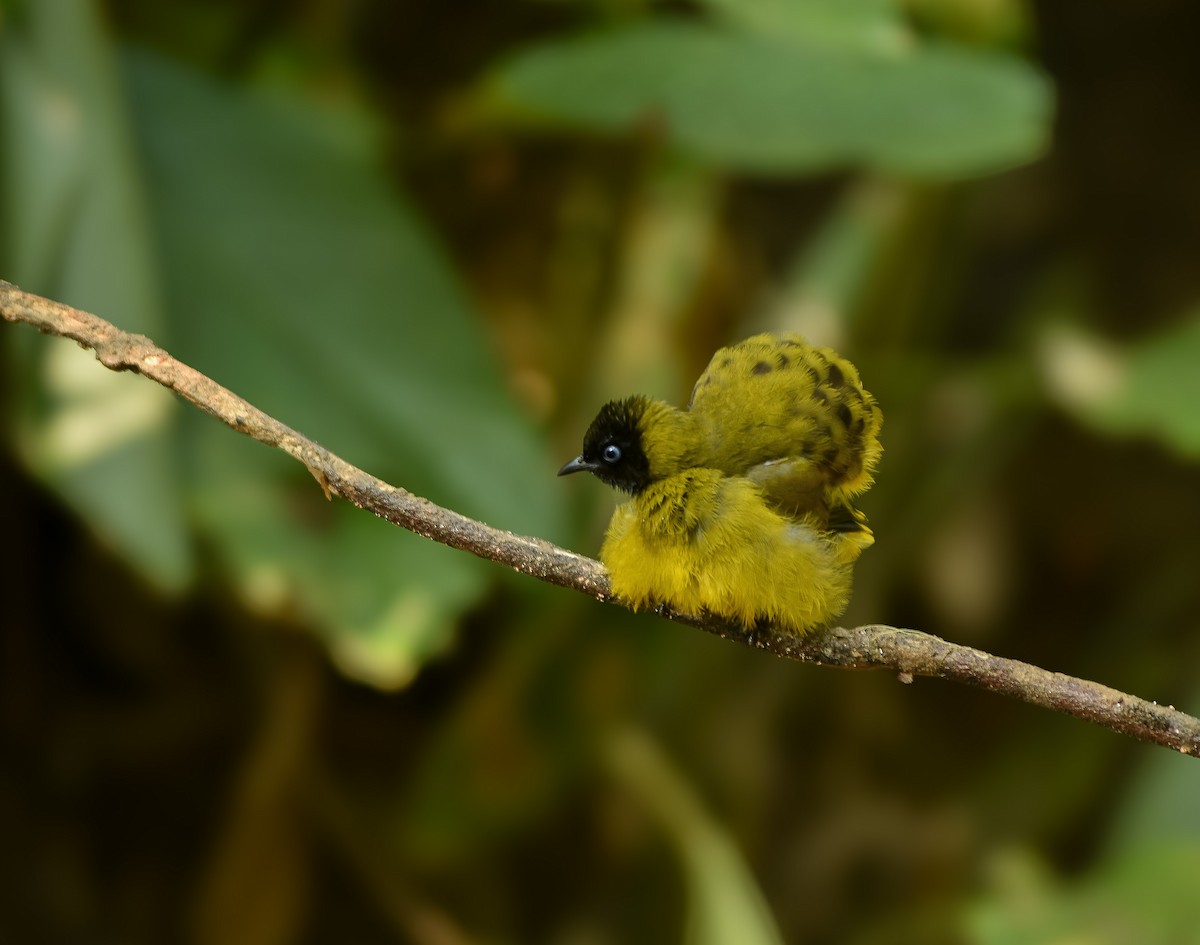 Black-headed Bulbul - ML641957293