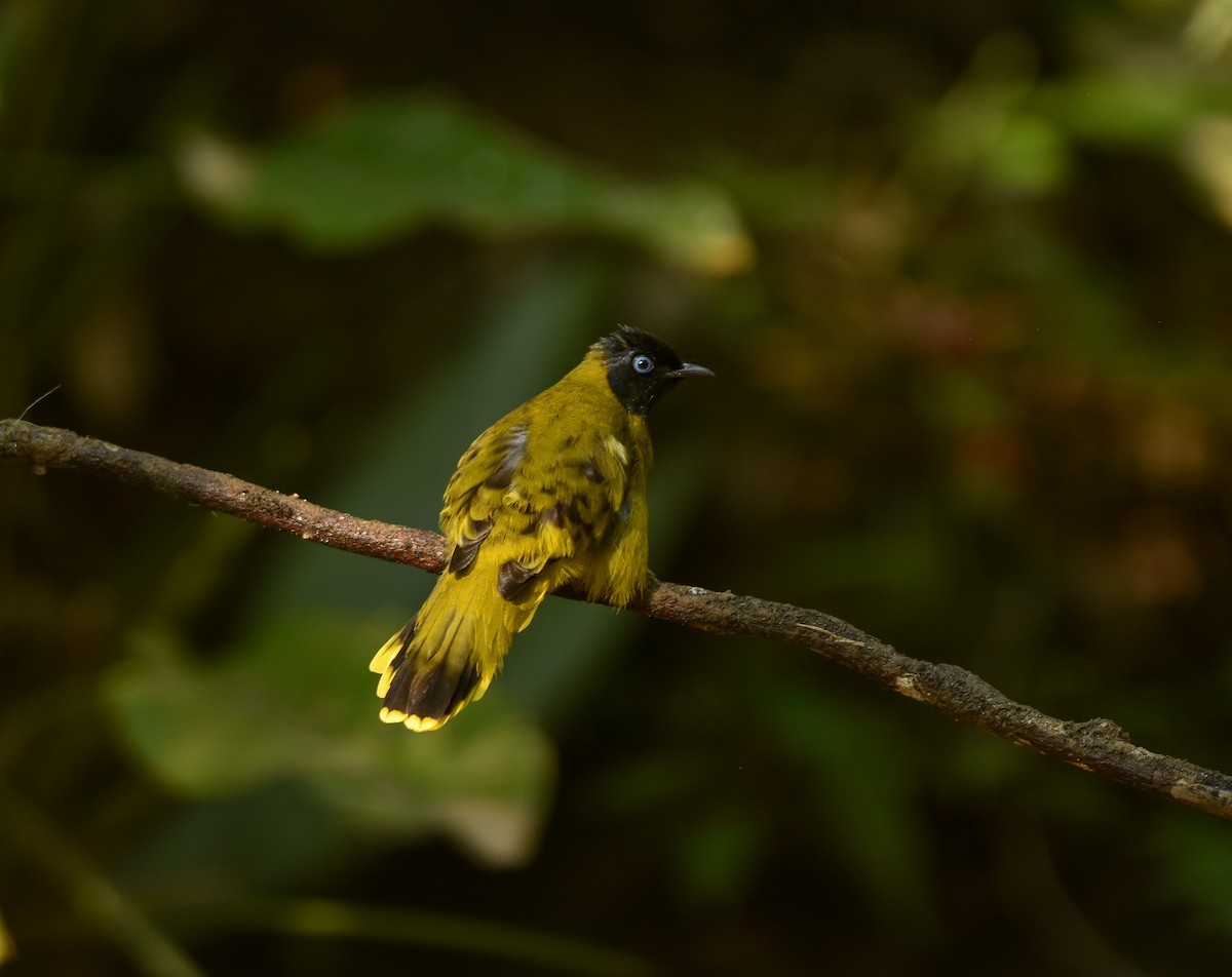 Black-headed Bulbul - ML641957294