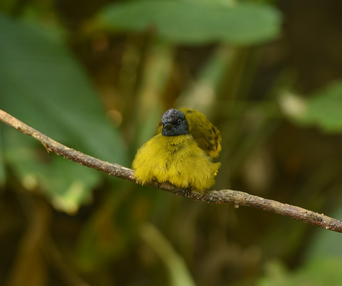 Black-headed Bulbul - ML641957295