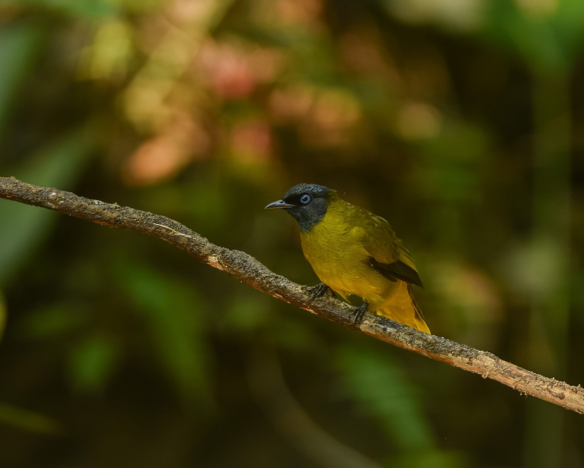 Black-headed Bulbul - ML641957296