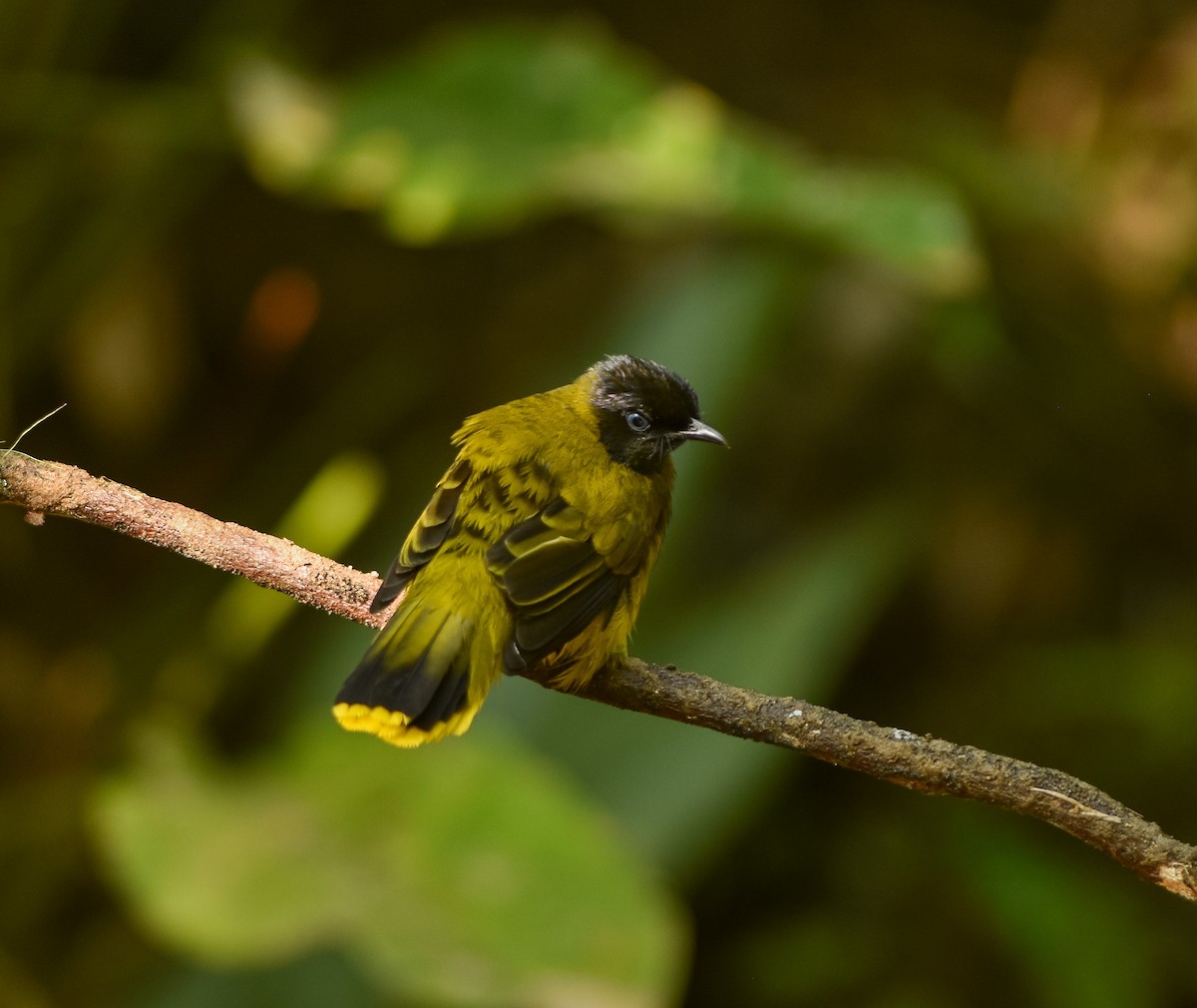 Black-headed Bulbul - ML641957297
