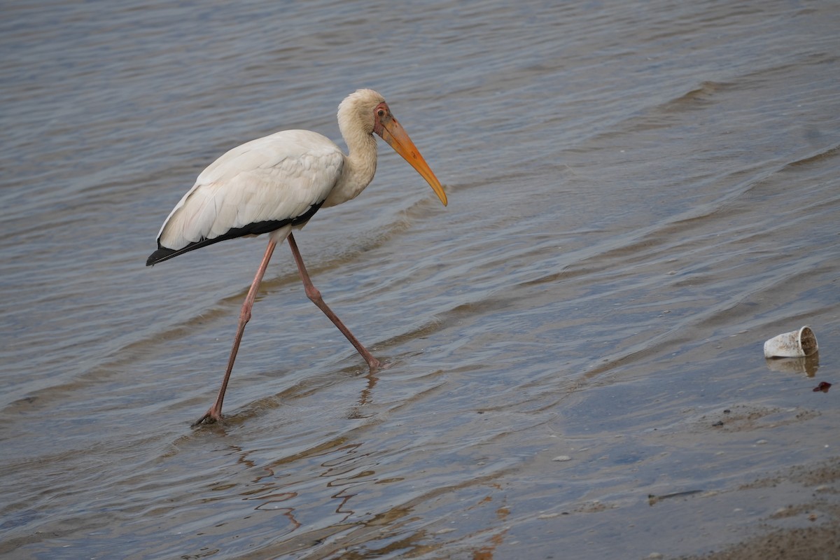 Milky Stork - ML641957300