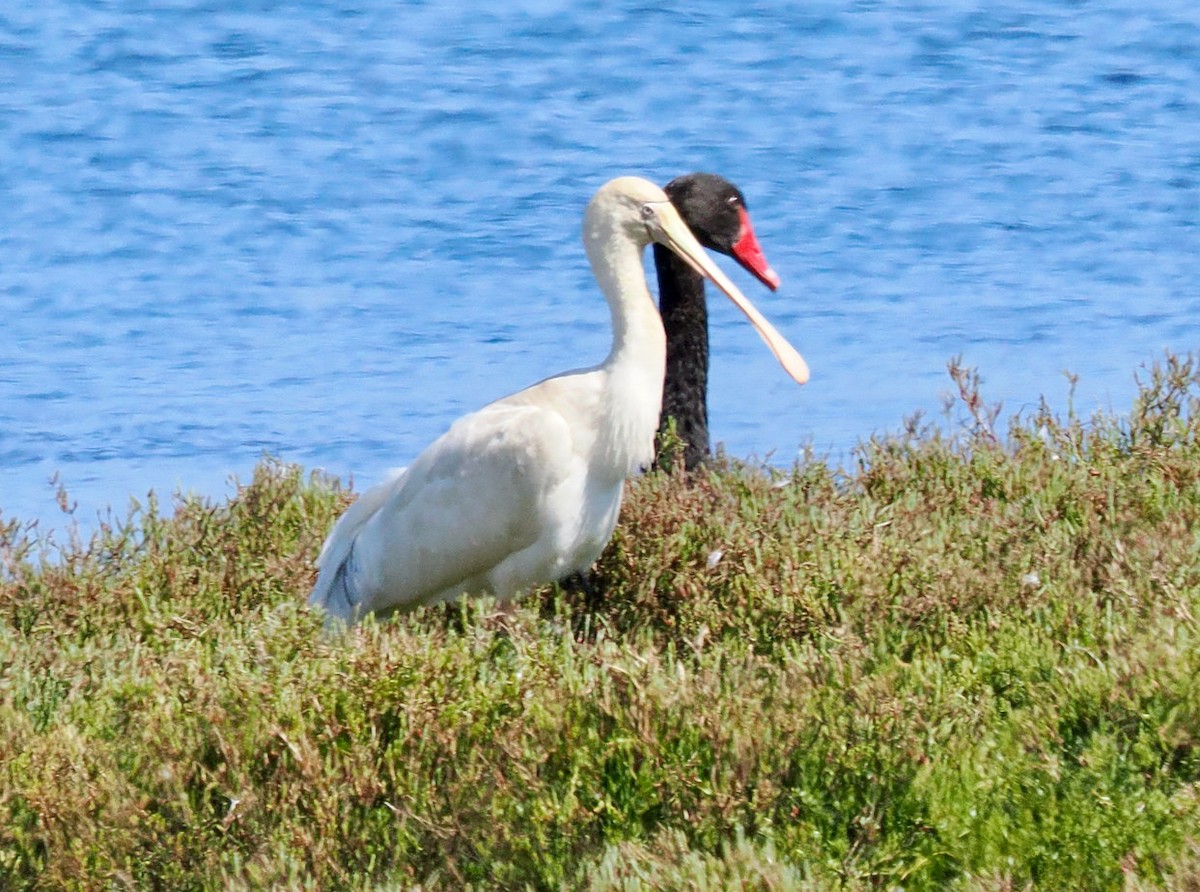 Yellow-billed Spoonbill - ML641957301
