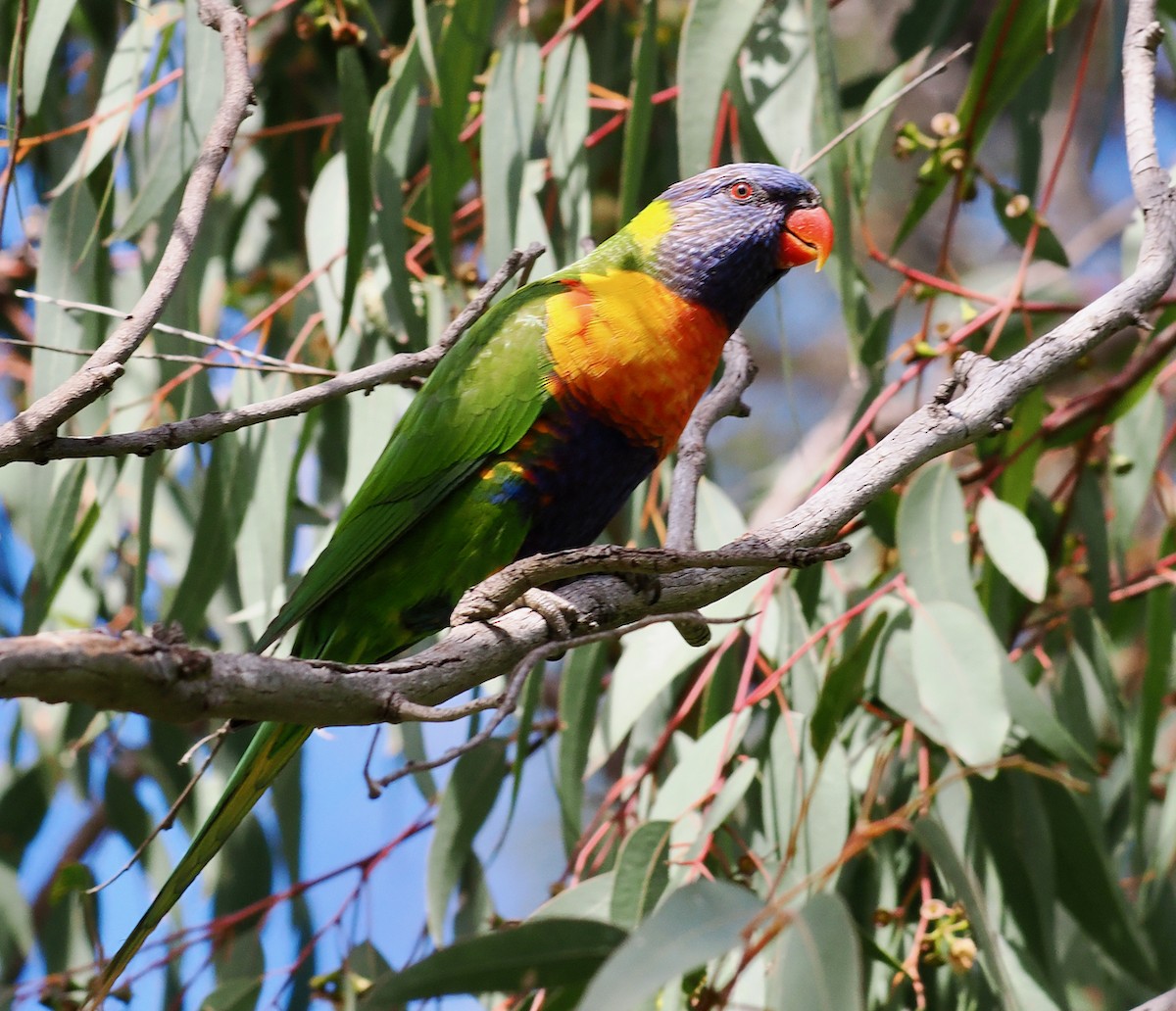 Rainbow Lorikeet - ML641957305