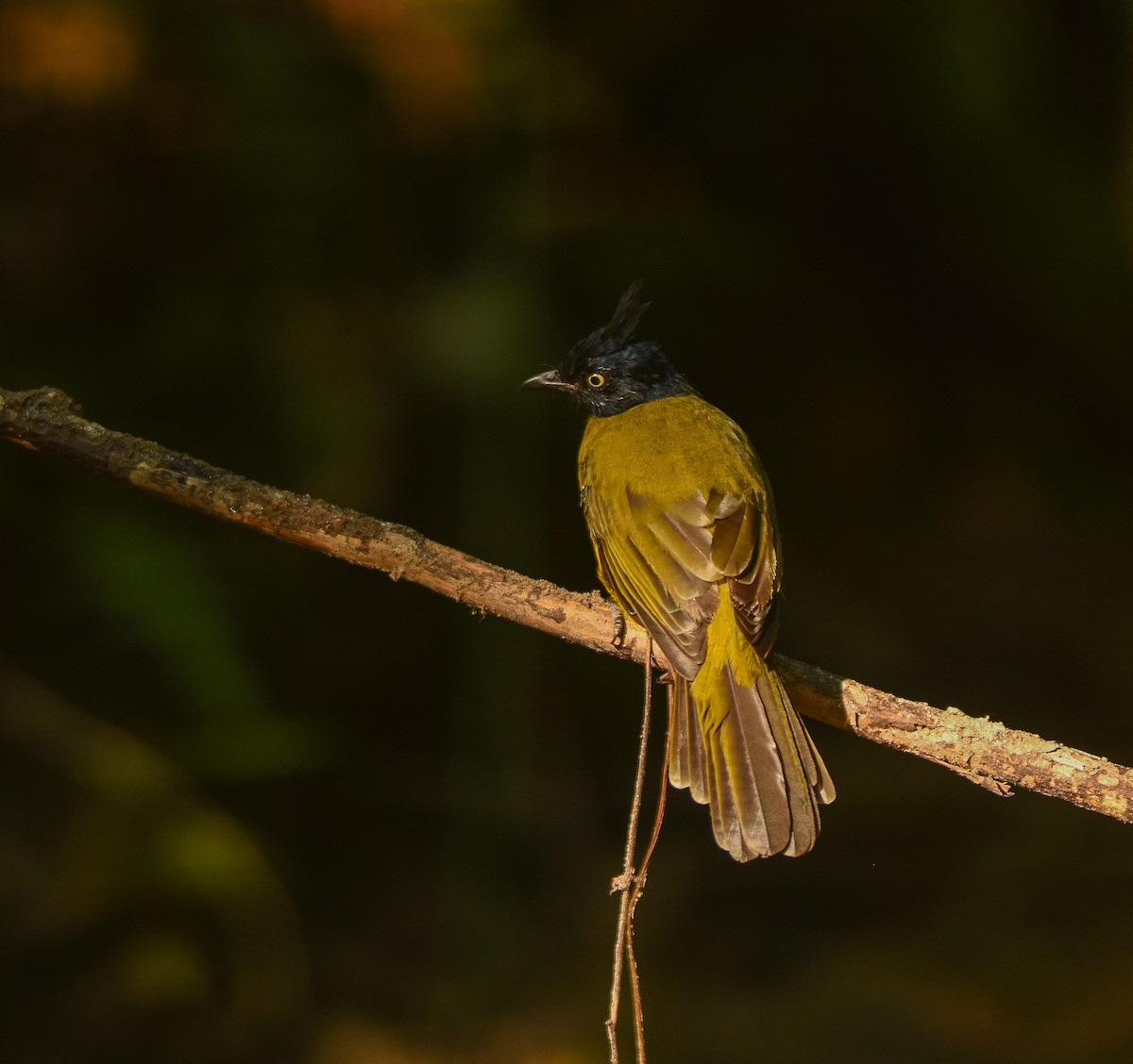 Black-crested Bulbul - ML641957307