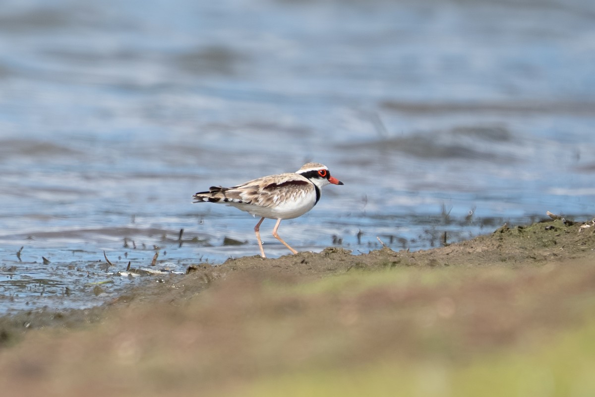 Black-fronted Dotterel - ML641957309