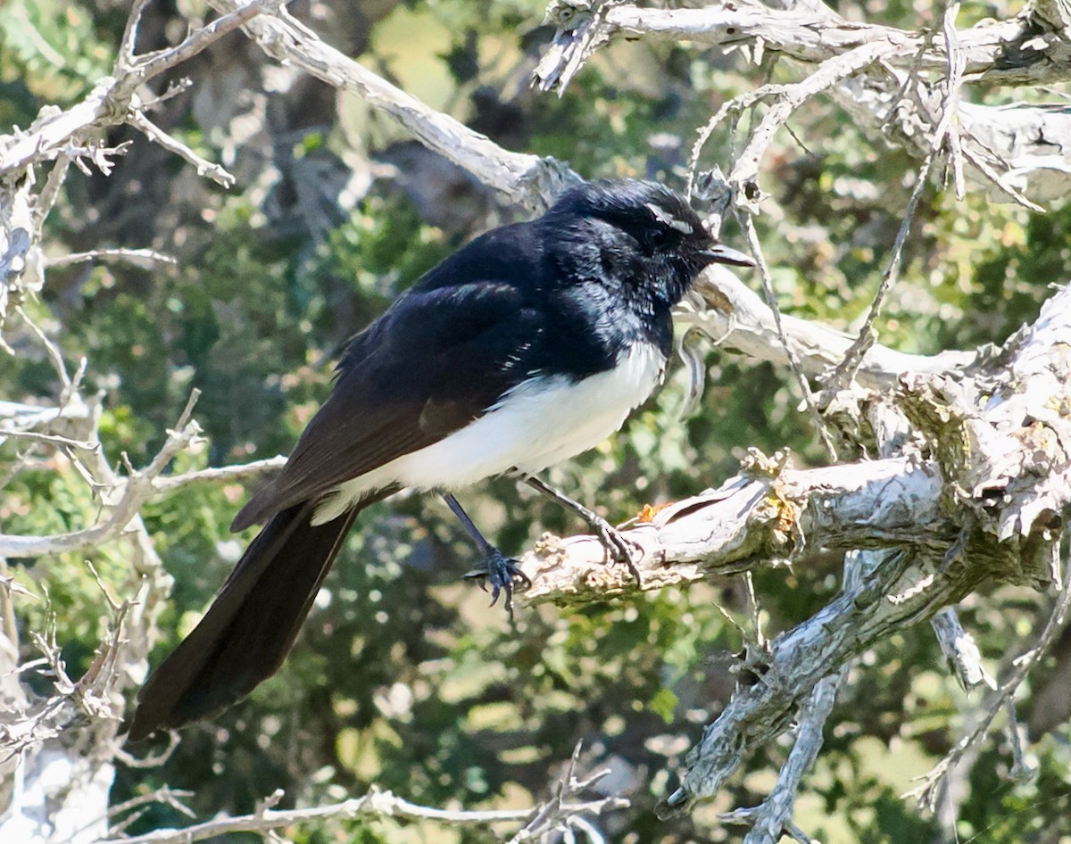 Willie-wagtail - ML641957310