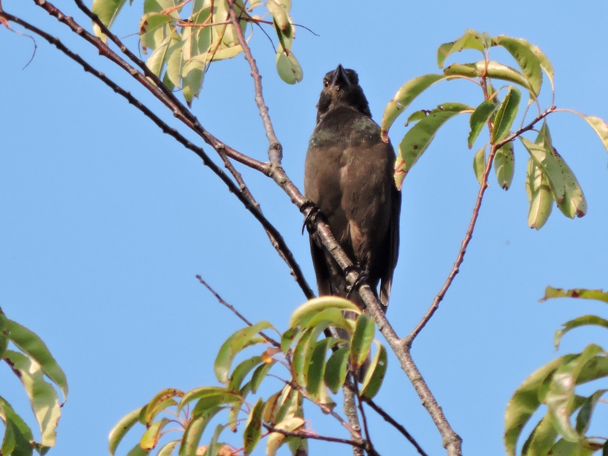 Common Grackle - ML641957311