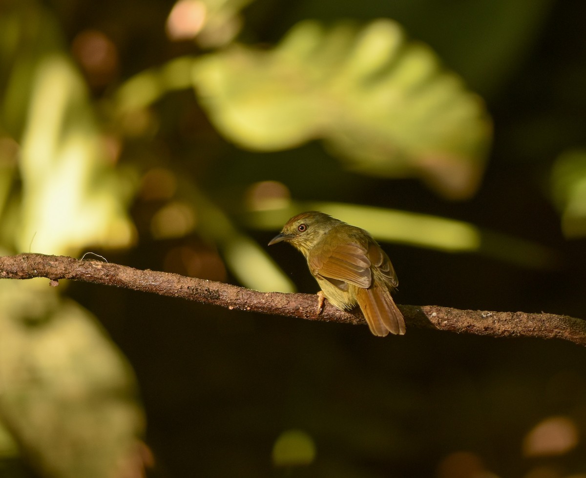 Pin-striped Tit-Babbler - ML641957312