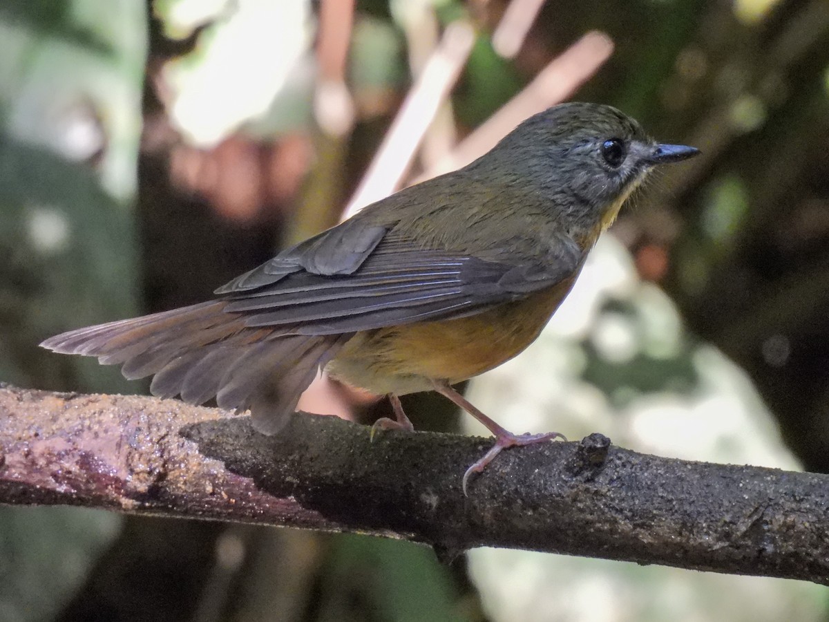 Pale-chinned Flycatcher - ML641957314