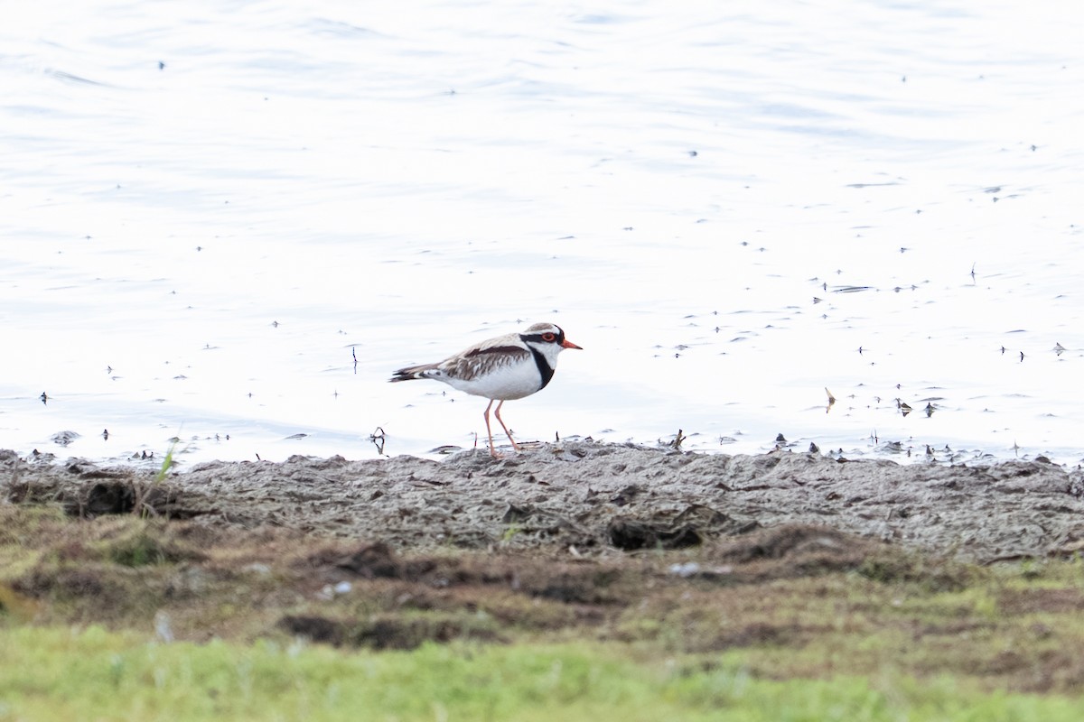 Black-fronted Dotterel - ML641957315