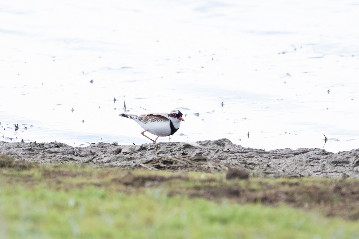 Black-fronted Dotterel - ML641957316