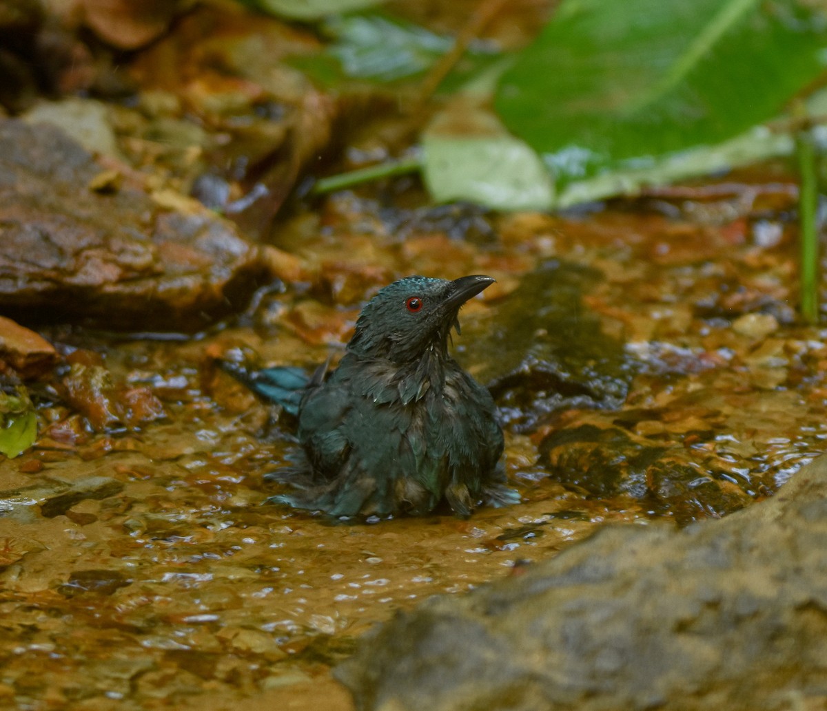 Asian Fairy-bluebird - ML641957319