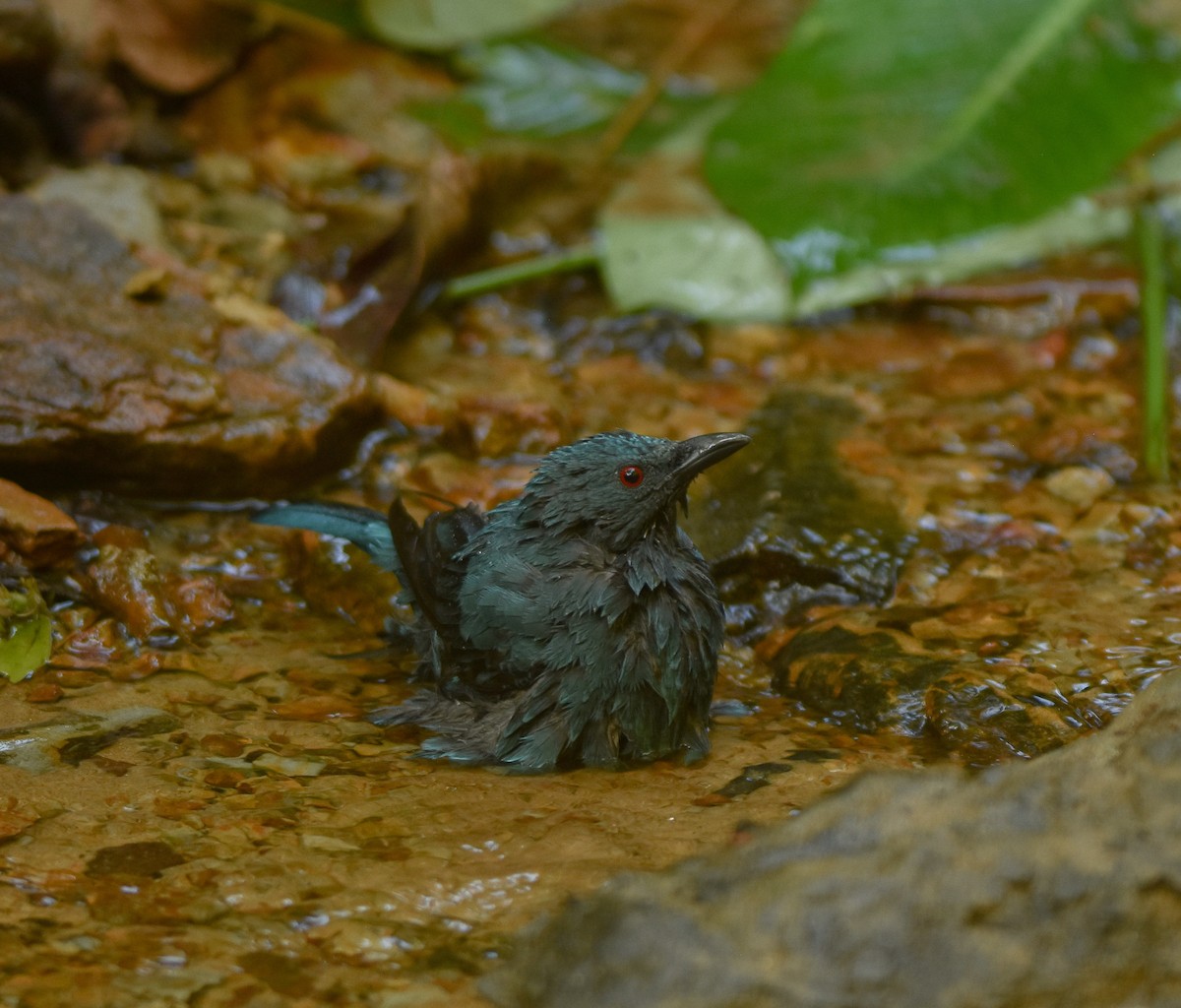 Asian Fairy-bluebird - ML641957320
