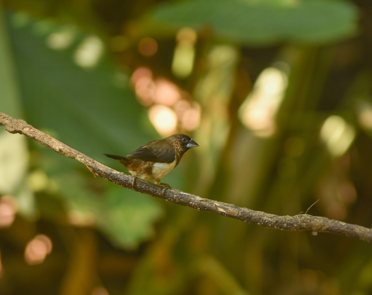White-rumped Munia - ML641957321