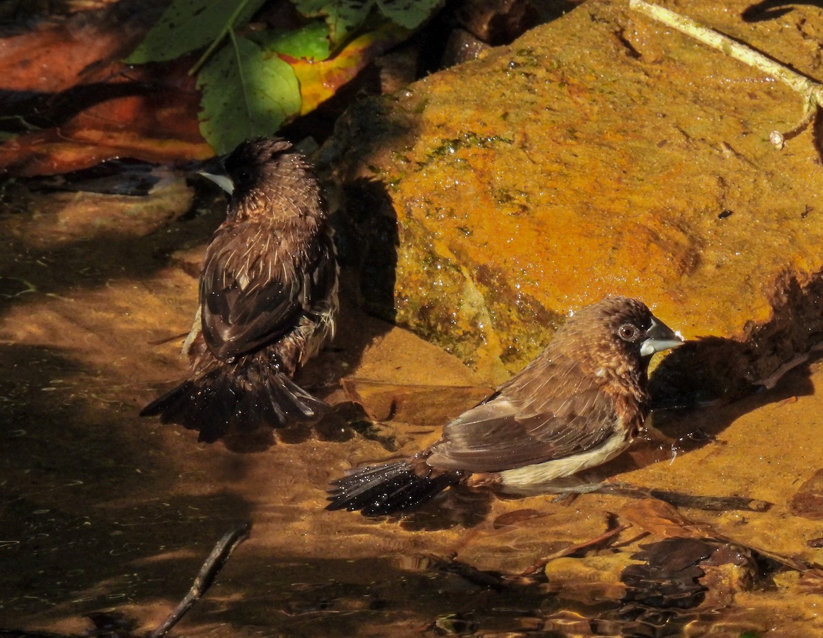 White-rumped Munia - ML641957322