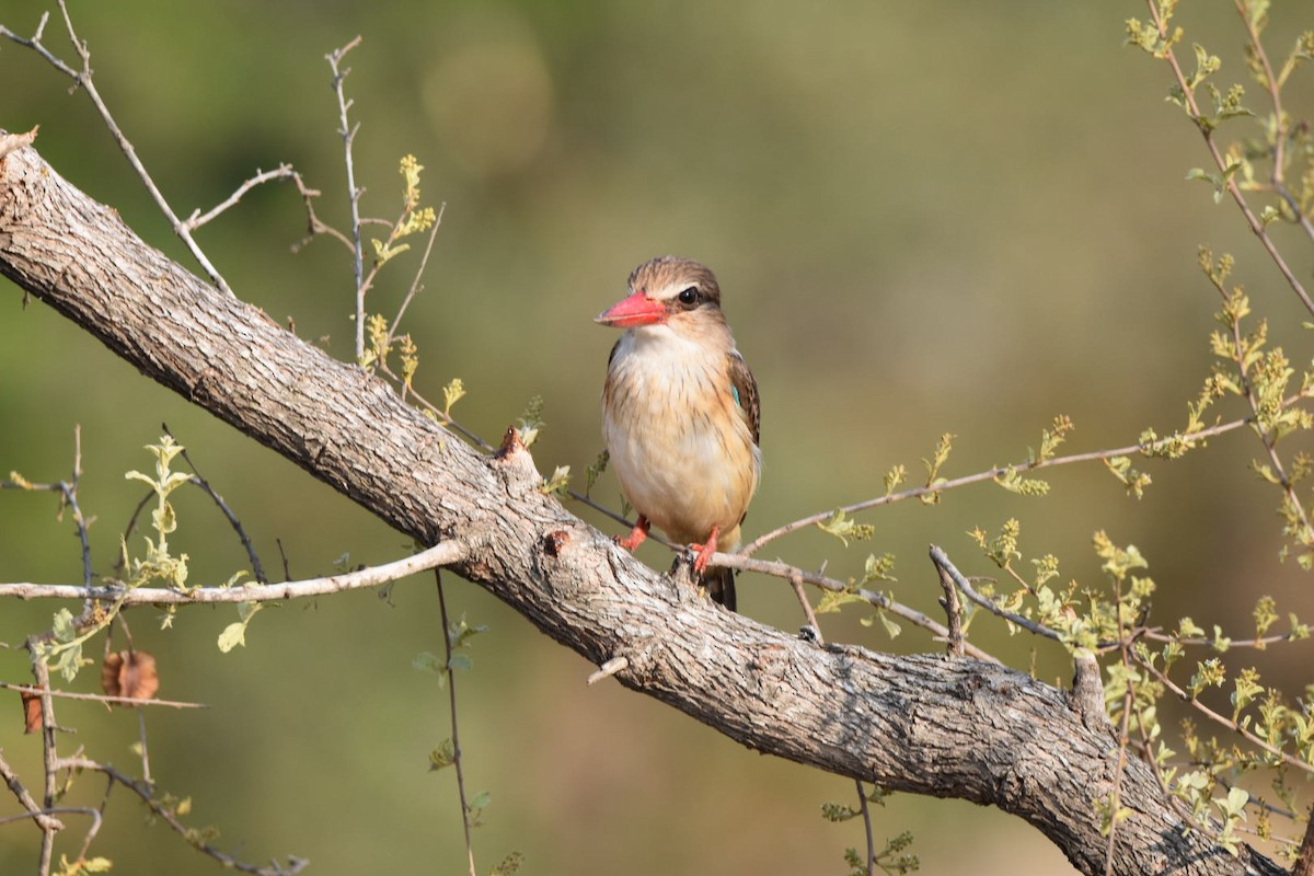 Brown-hooded Kingfisher - ML641957325