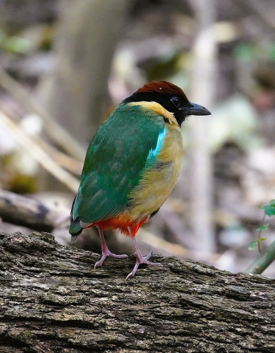 Noisy Pitta - ML641957326