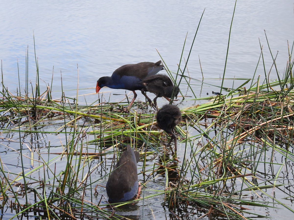 Australasian Swamphen - ML641957333