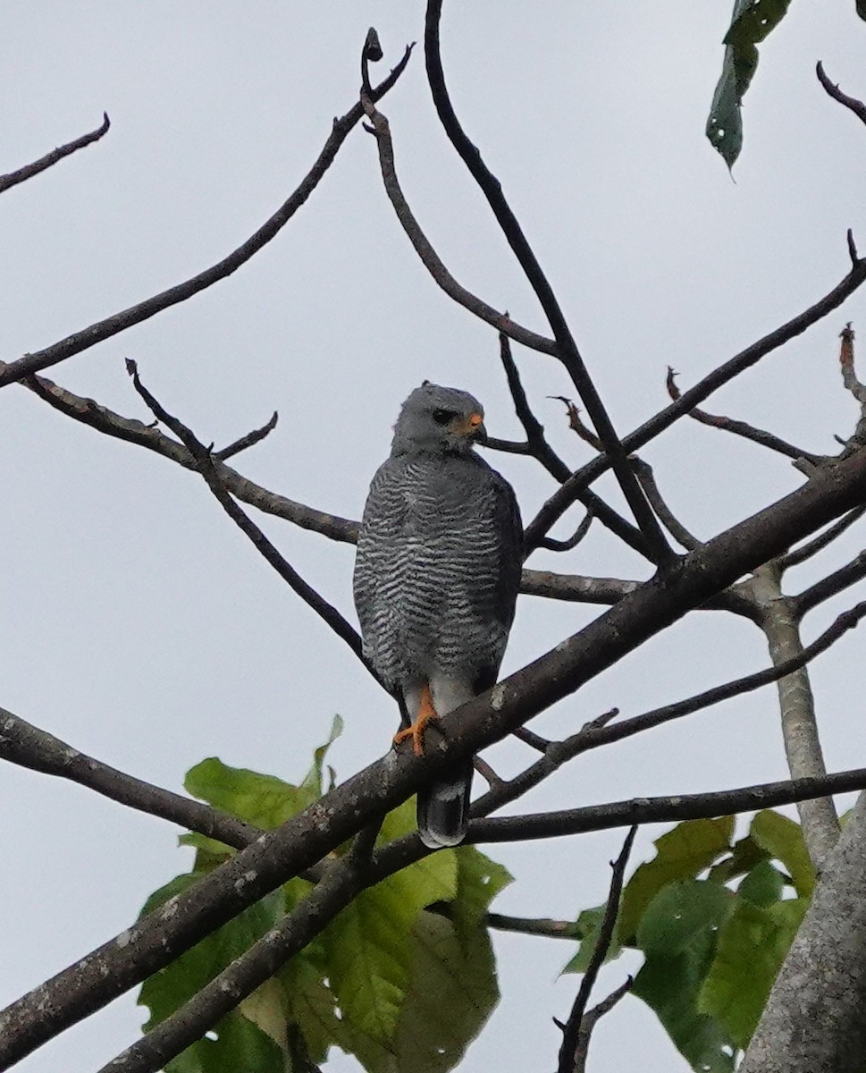 Gray Hawk - ML641957347