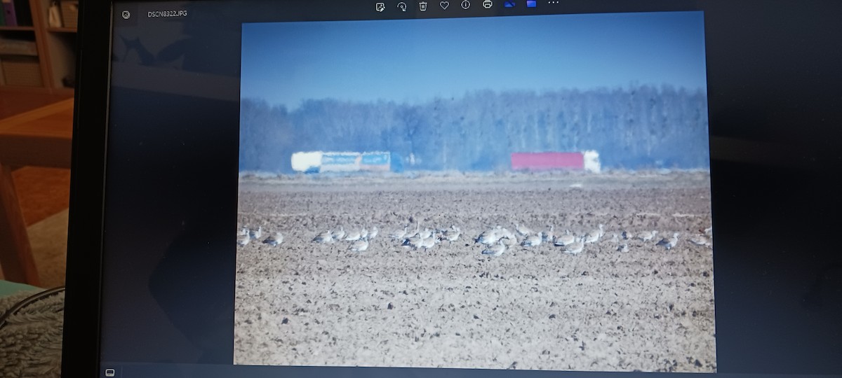 Great Bustard - ML641957353