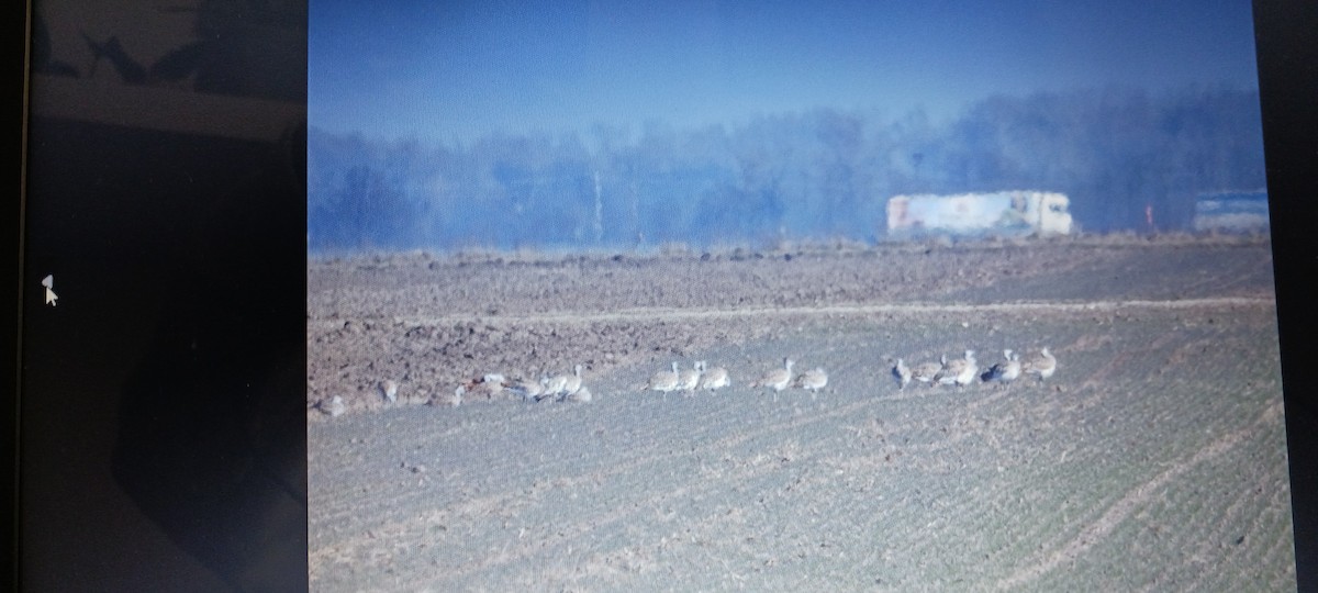 Great Bustard - ML641957354