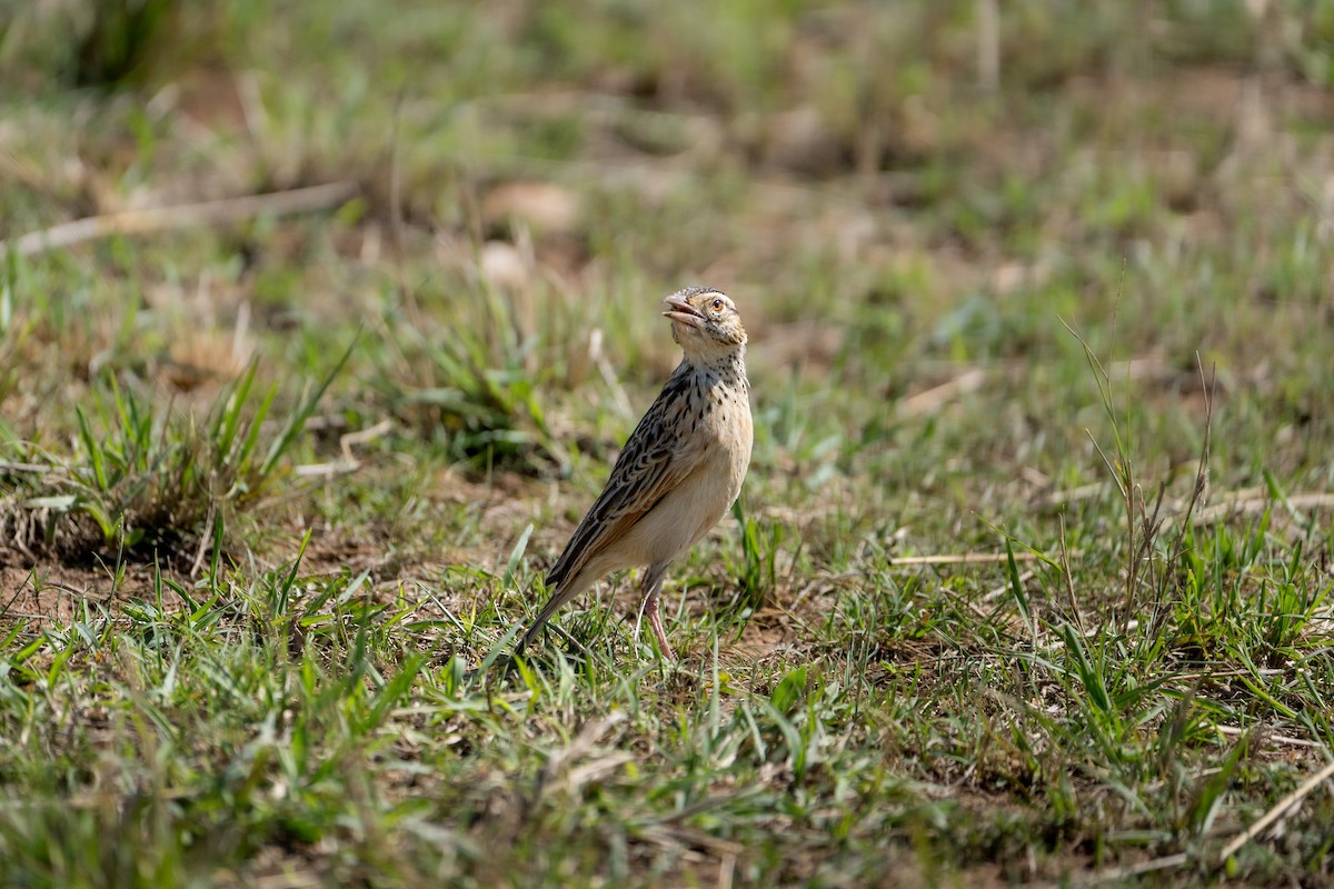 Rufous-naped Lark - ML641957363