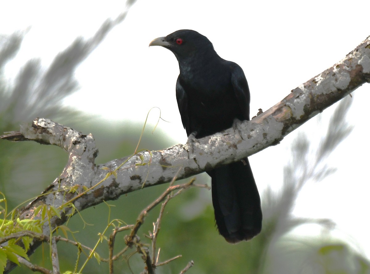 Asian Koel - ML641957364