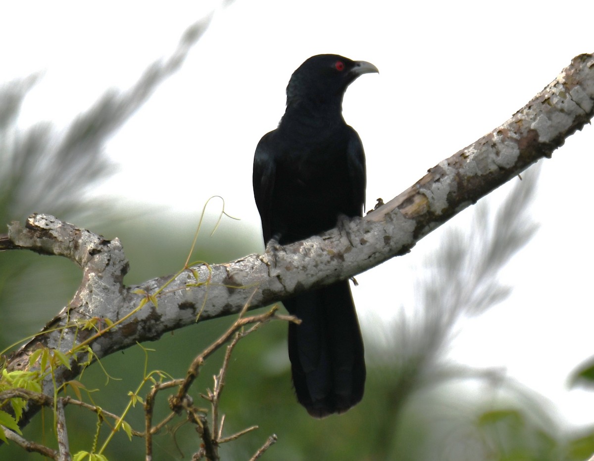 Asian Koel - ML641957366