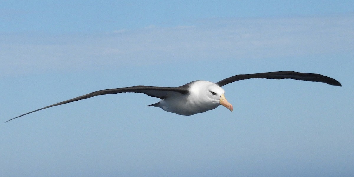 Black-browed Albatross (Black-browed) - ML641957398