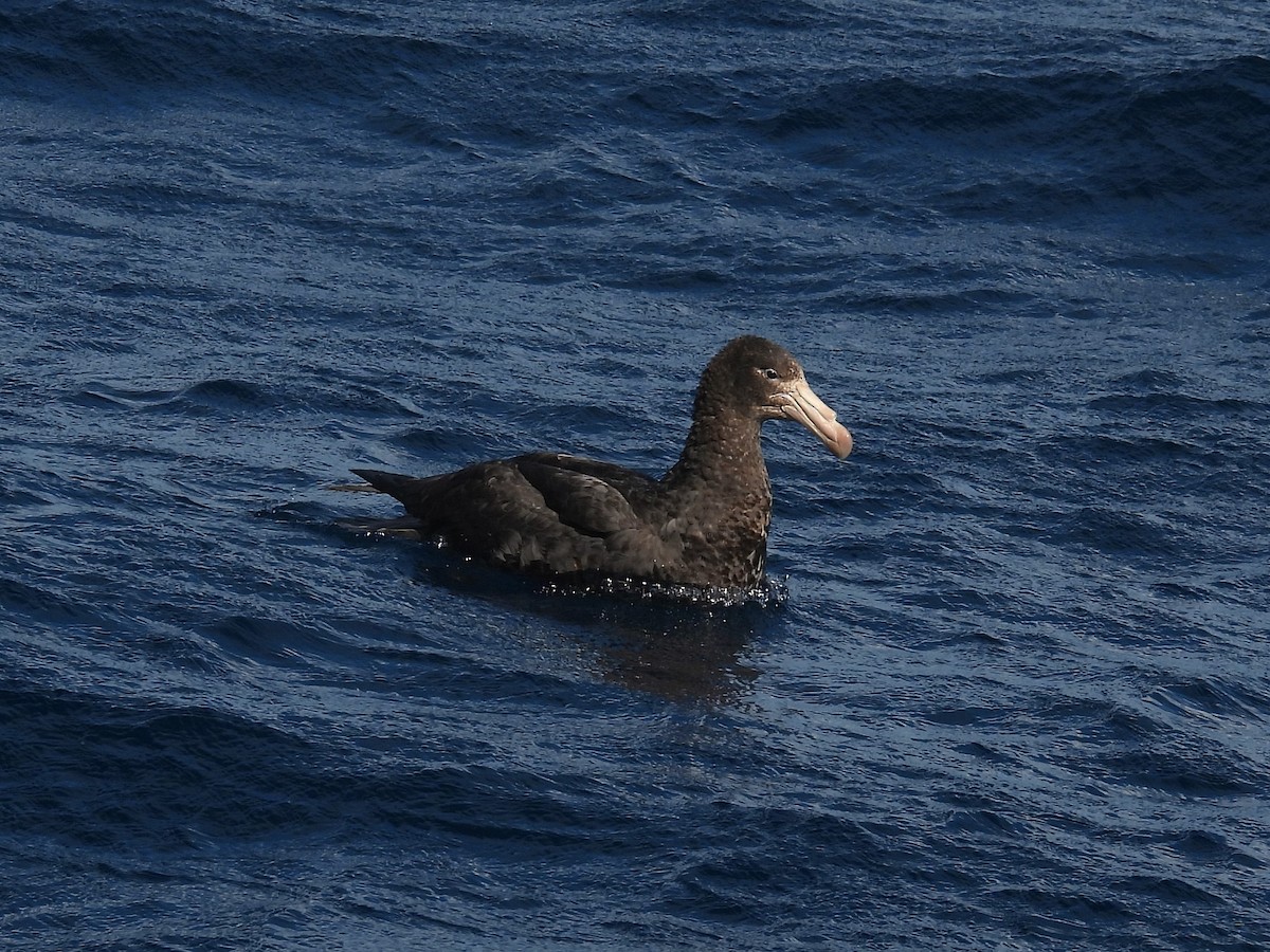 Northern Giant-Petrel - ML641957402