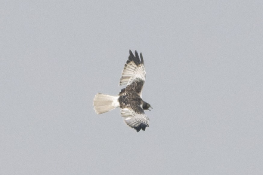 Eastern Marsh Harrier - ML641957422