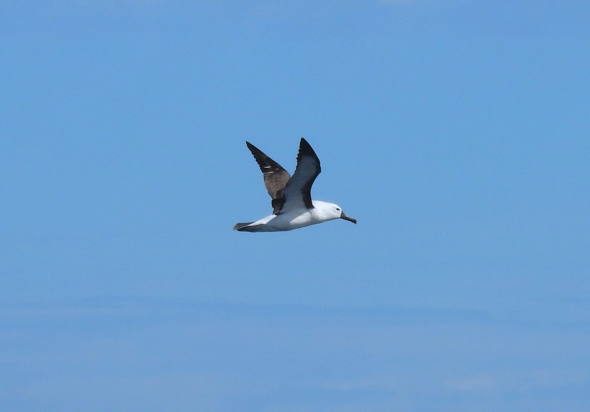 Kerguelenalbatros - ML641957430