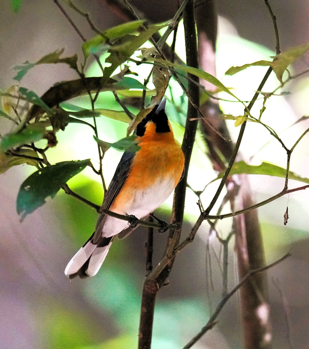 Australian Spectacled Monarch - ML641957435