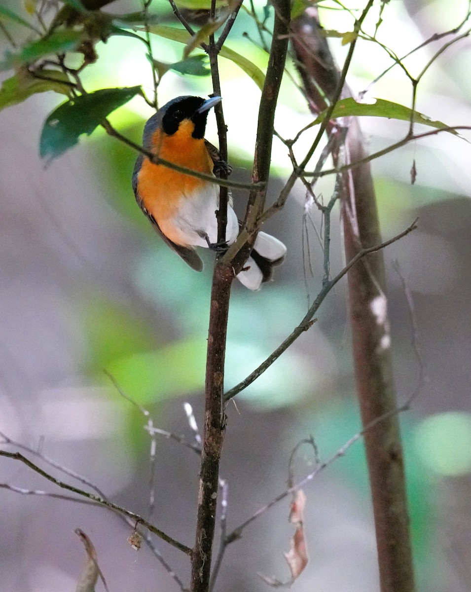 Australian Spectacled Monarch - ML641957440