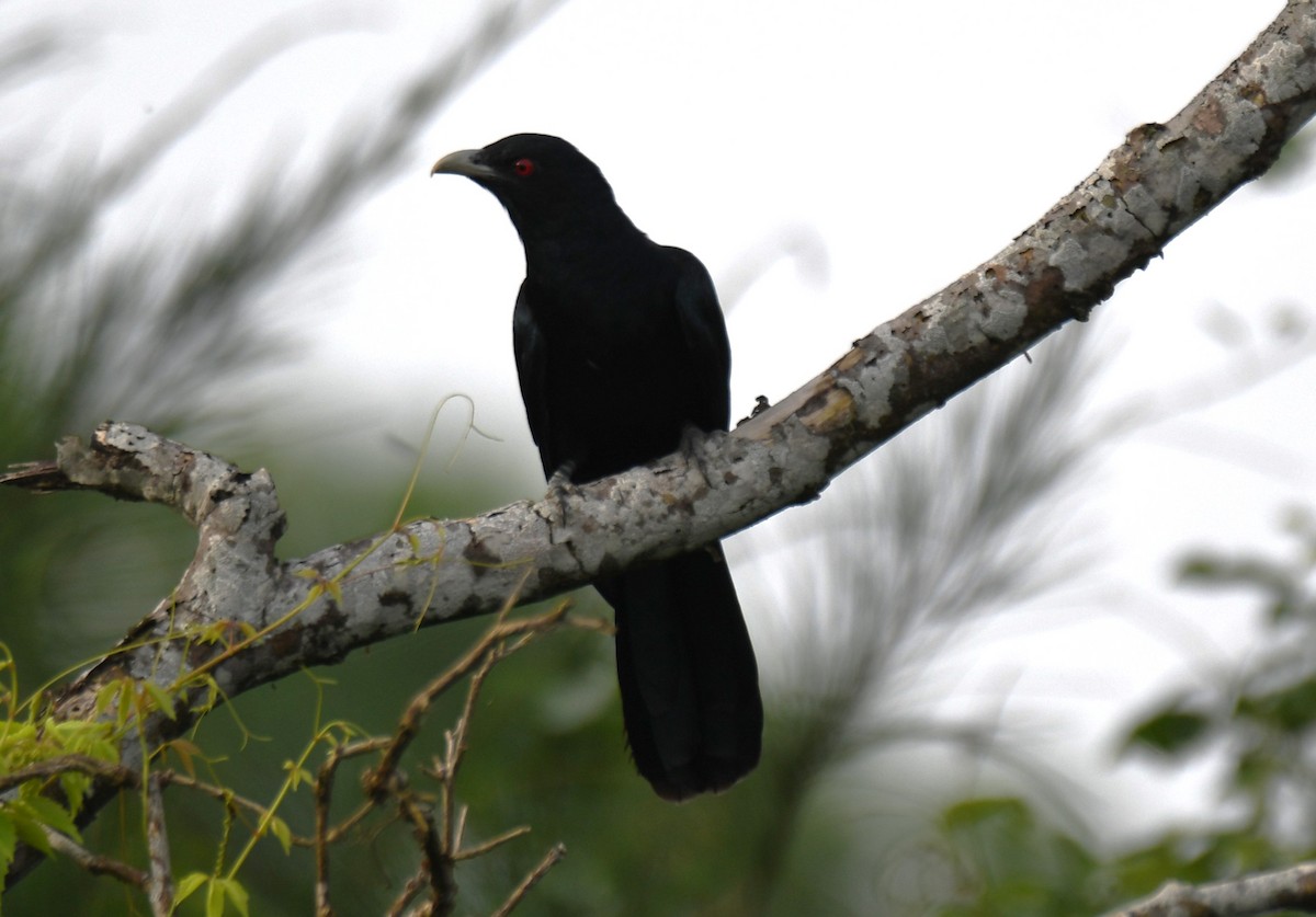 Asian Koel - ML641957447