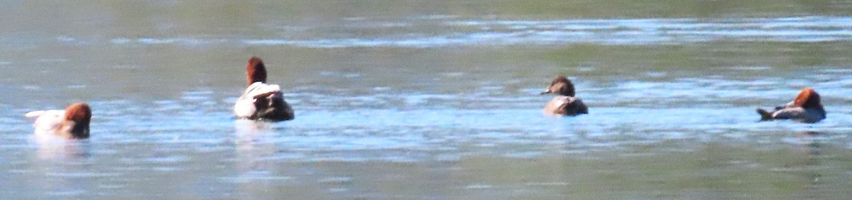 Common Pochard - ML641957450