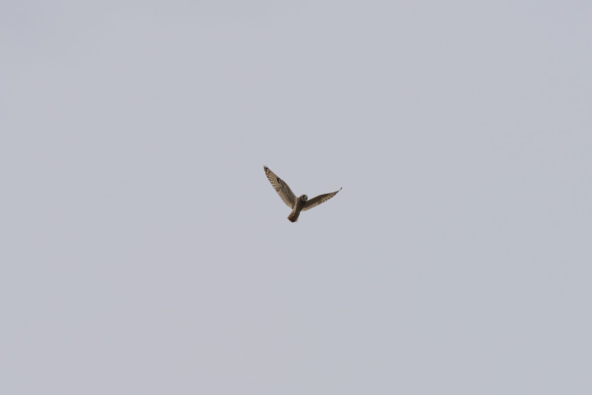 Short-eared Owl - ML641957461