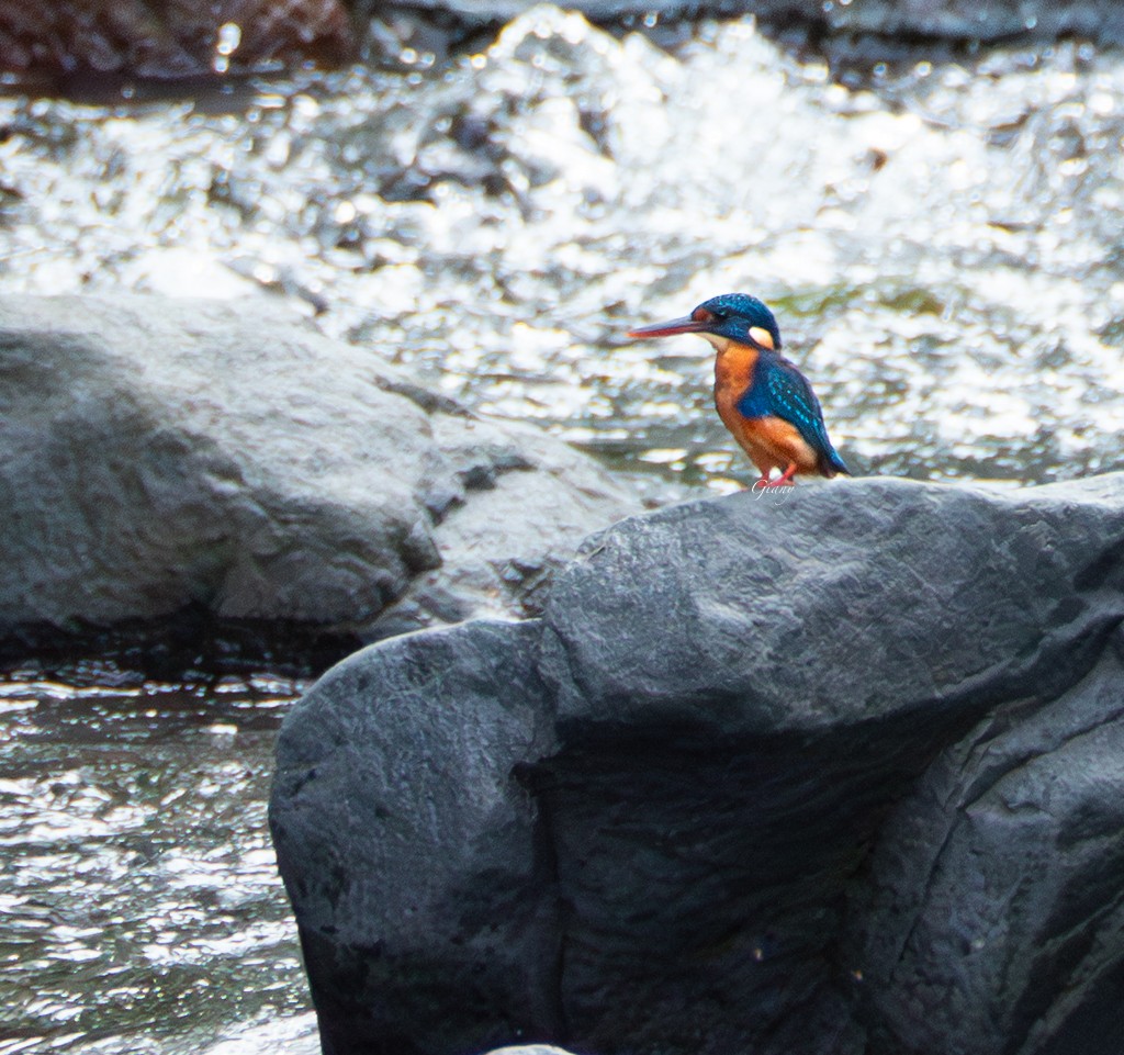 Indigo-banded Kingfisher - ML641957463